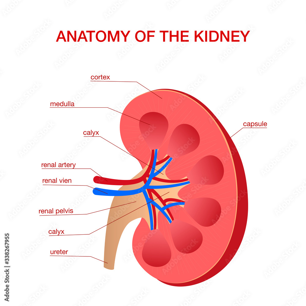 anatomy-of-the-kidney-vector-illustration-for-medical-education-human