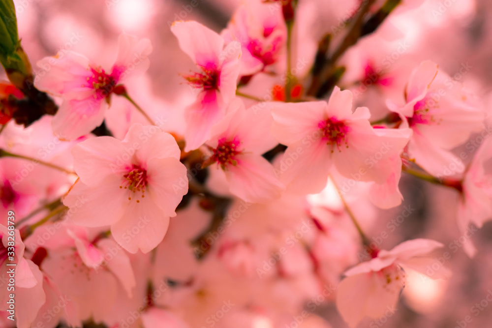 sakura01 sakura01
