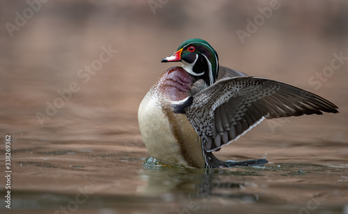 Photography Wood duck