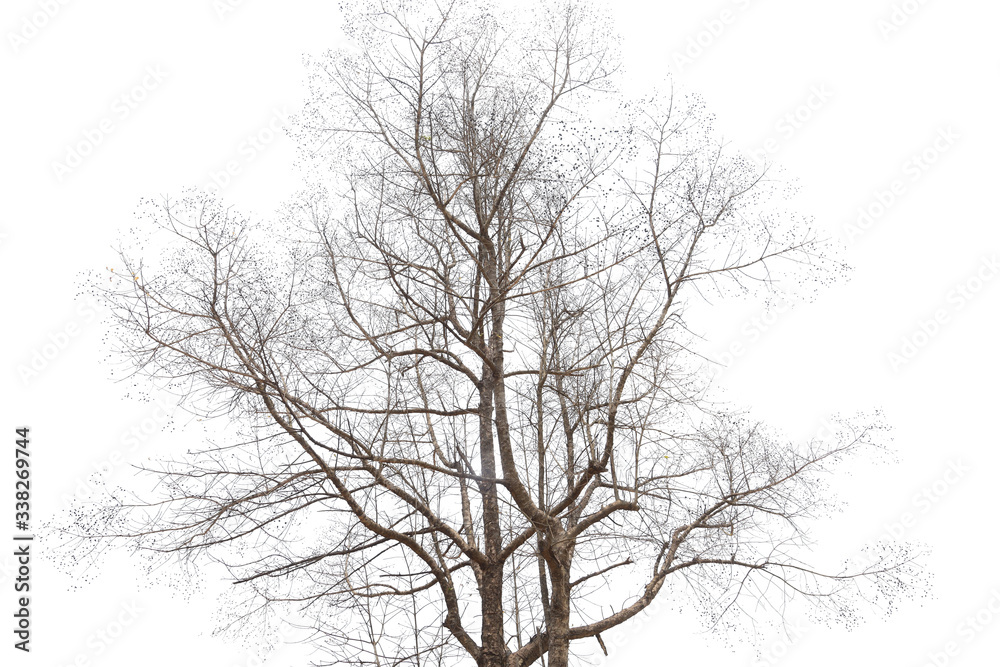 Dry tree isolated on white background Dry tree isolated on white background