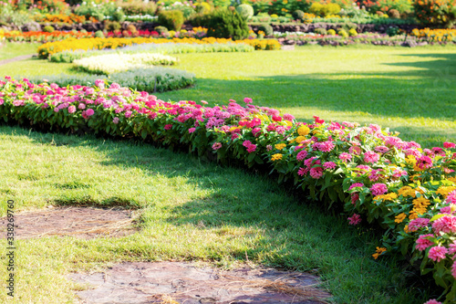 Zinnia flower on lawn.