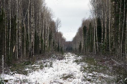 Timber cutting. Clearing in the forest.