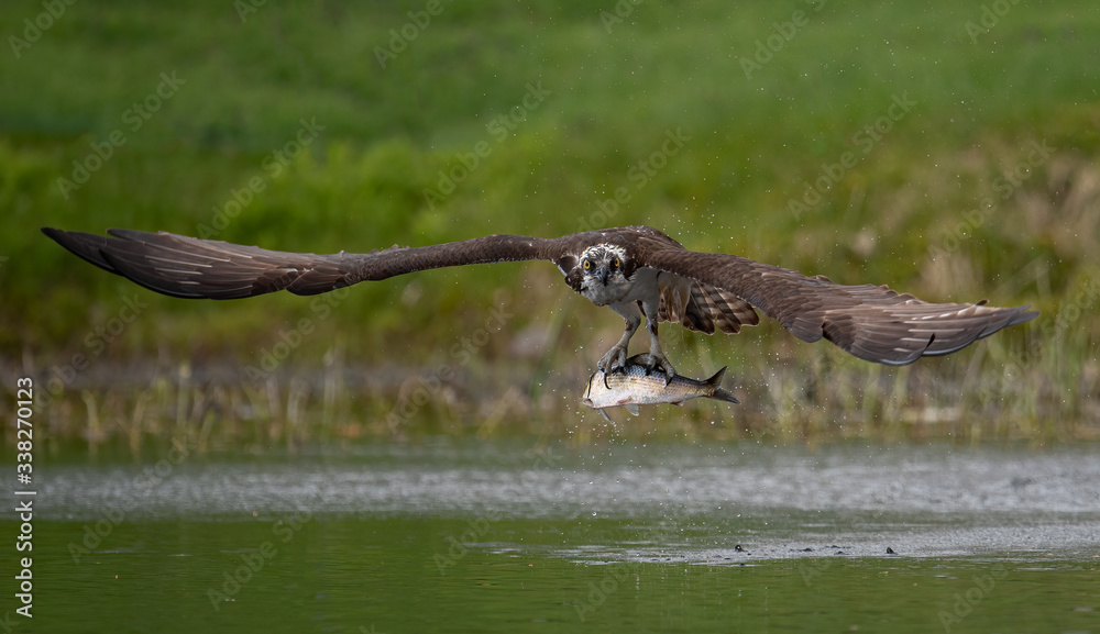 Obraz premium Osprey with a Fish 