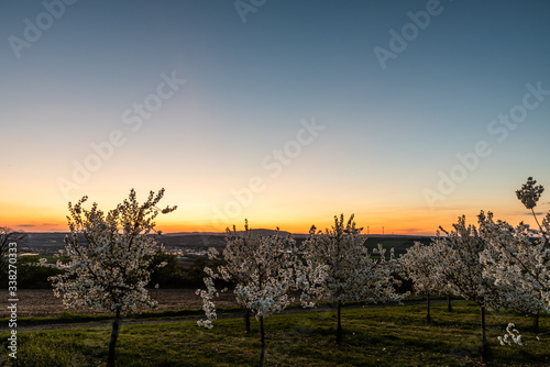 Cherry orchard