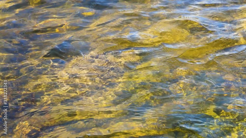 Video of river water flowing over rocks in the shallows in the early morning golden light. Video of river water flowing over rocks in the shallows in the early morning golden light.