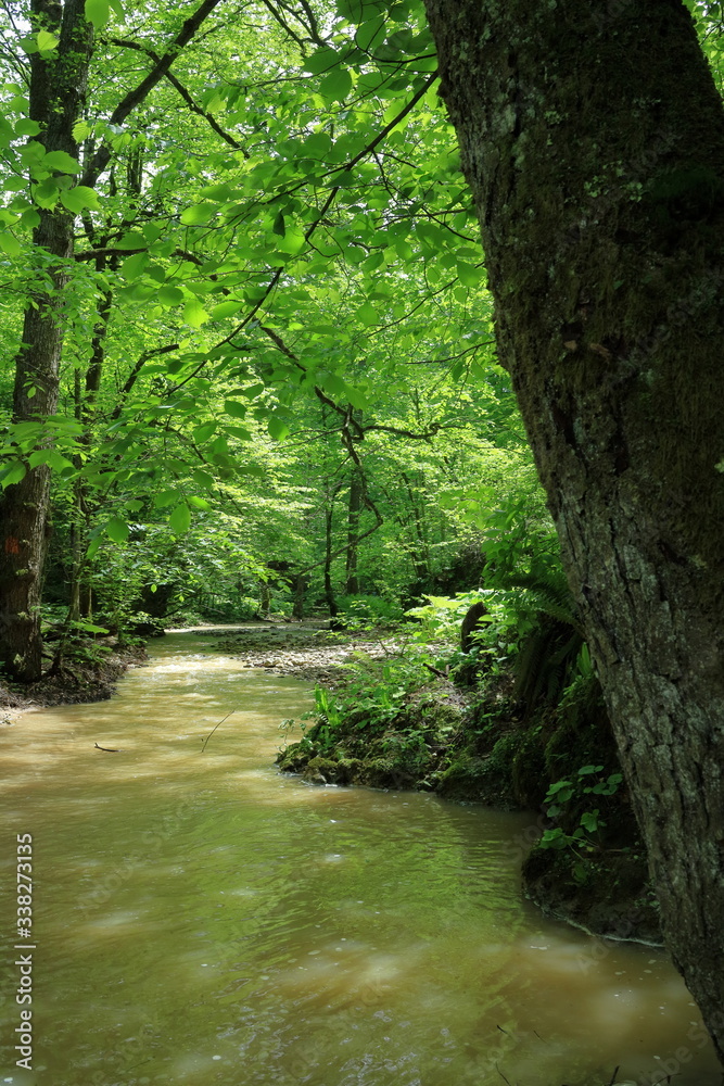 Spring. Flood. Stream in the forest Spring. Flood. Stream in the forest