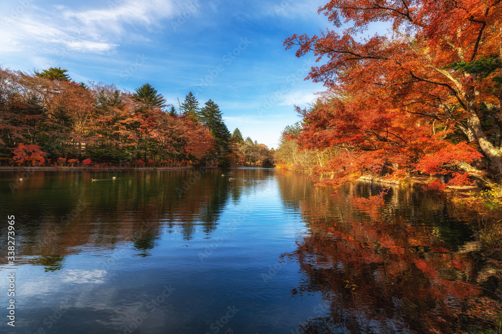 leaf, maple, foliage, leaves, color, yellow, lake, side, water, autumn, reflection, tree, nature, season, wing, beautiful, fall, bright, colorful, natural, plant, orange, green, yellow, branch, fores leaf, maple, foliage, leaves, color, yellow, lake, side, water, autumn, reflection, tree, nature, season, wing, beautiful, fall, bright, colorful, natural, plant, orange, green, yellow, branch, fores