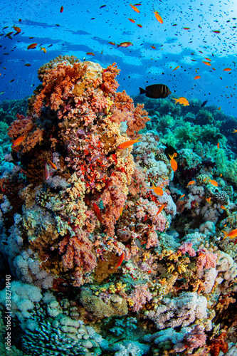 coral reef © leslie