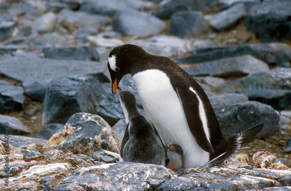 Fototapeta premium Gentoo penguins and chicks (Pygoscelis papua) at rookery in Paradise Harbor, Antarctica