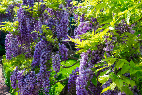 American wisteria, Wisteria frutescens, beautifully blooming photo