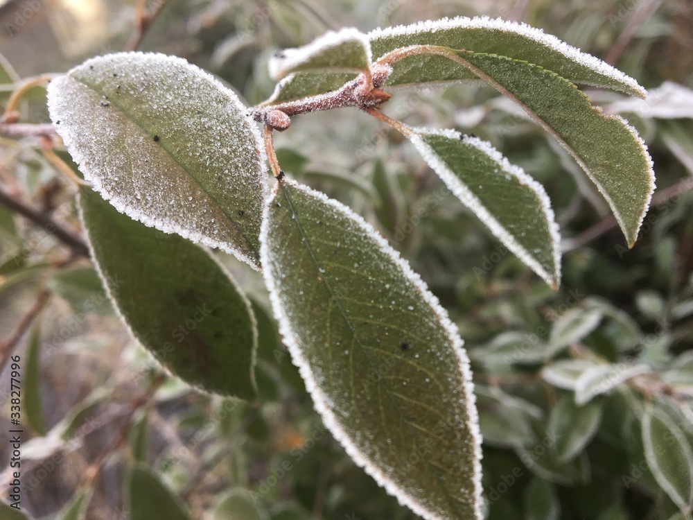 Frosen cherry leaves Frosen cherry leaves
