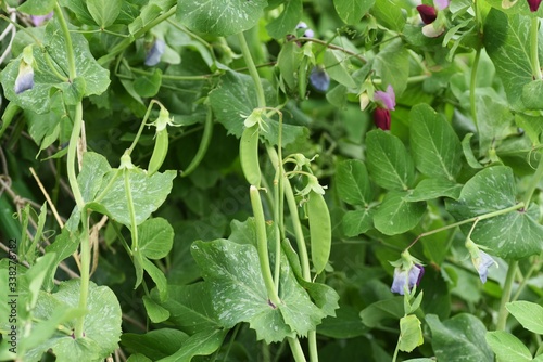 Quadro em tela Snow peas (Mange tout) / Fabaceae grass
