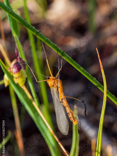 The Crane Fly (Tipulidae family) with a slender mosquito-like body with extremely long legs and ranging in size from tiny to almost 3 cm (1.2 inches) long, these are harmless slow-flying insects. photo