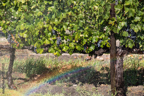 rainbow and grapes 