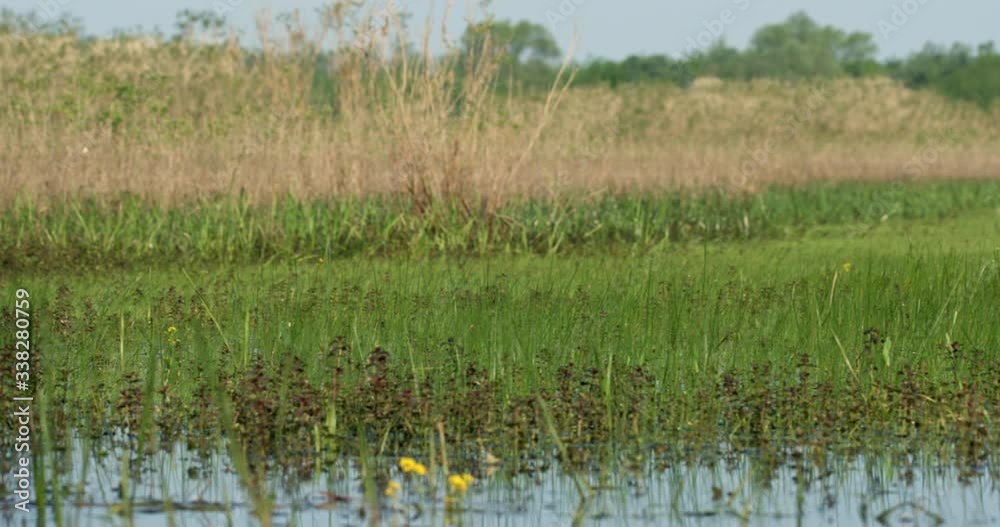 The whiskered tern (Chlidonias hybrida) on the flooded floodplain in Lonjsko polje, Croatia The whiskered tern (Chlidonias hybrida) on the flooded floodplain in Lonjsko polje, Croatia
