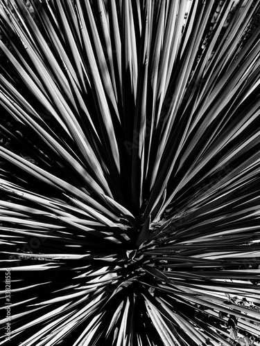 Wallpaper Mural fractal burst background Torontodigital.ca