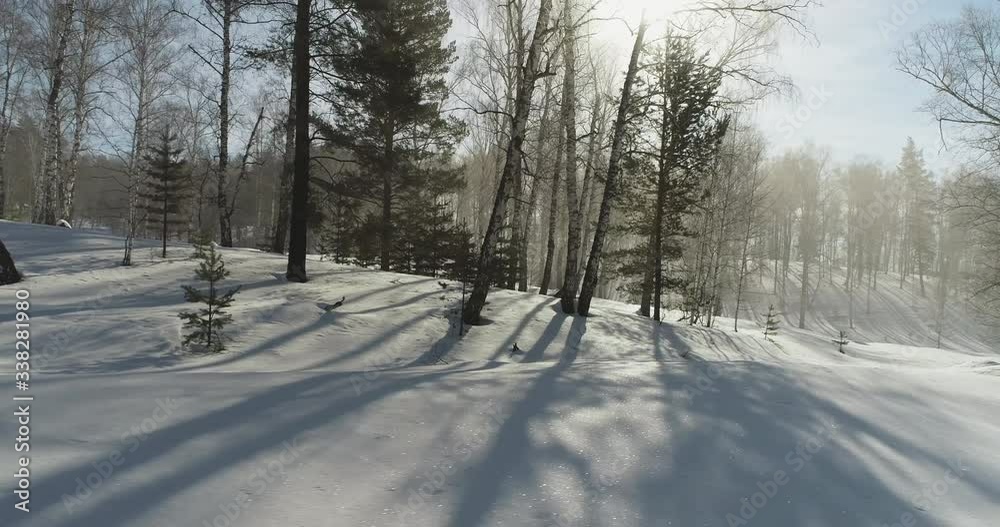 Birch forest with flat snow covered land and long shadow and pine a little, light through tree / inside dolly shot at winter frozen sunny day Birch forest with flat snow covered land and long shadow and pine a little, light through tree / inside dolly shot at winter frozen sunny day