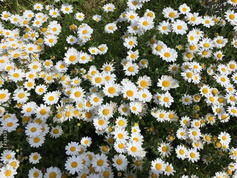 Blooming marguerites yellow, white and green Blooming marguerites yellow, white and green