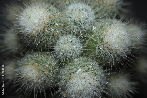 A close-up shot of cactus.