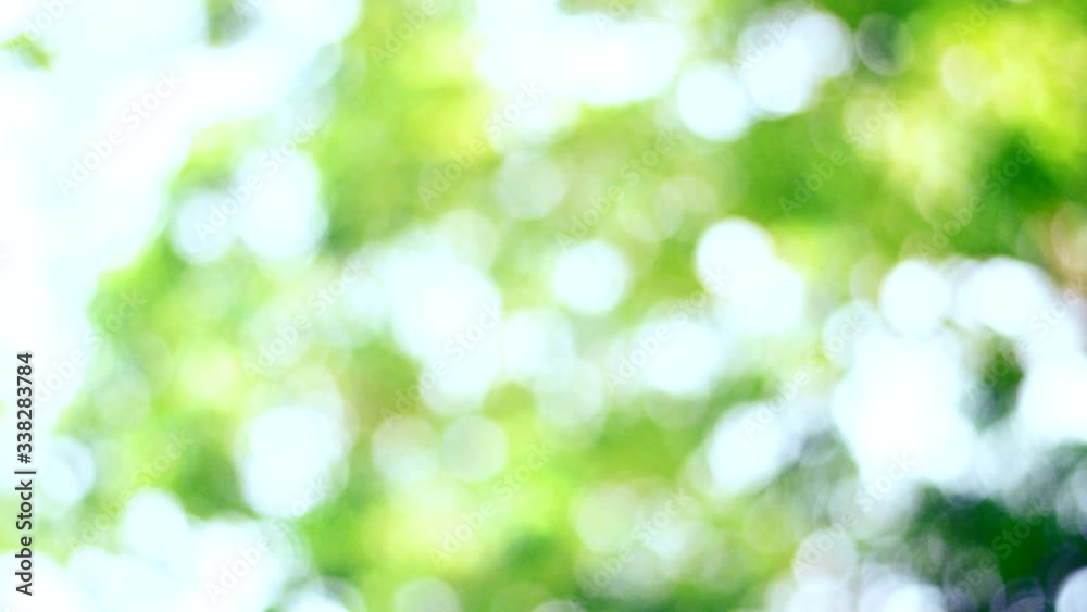 Abstract isolated blurred festive lights foliage plant leaves shadow swaying in the wind with and sunlight with bokeh and beautiful nature green bokeh sunshine abstract blurred background. Abstract isolated blurred festive lights foliage plant leaves shadow swaying in the wind with and sunlight with bokeh and beautiful nature green bokeh sunshine abstract blurred background.
