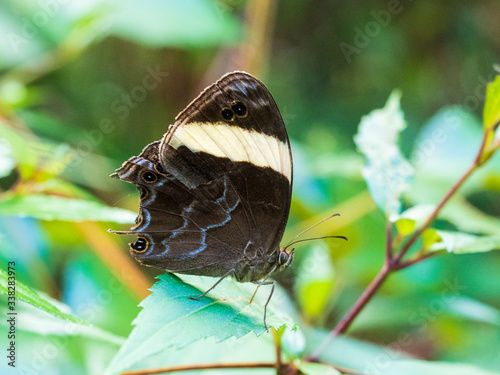Straight-banded Treebrown Butterfly (Lethe verma) perched on a green leaf. photo