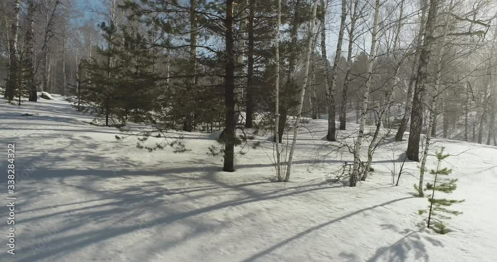 Birch forest with flat snow covered land and long shadow and pine a little, light through tree / inside dolly shot at winter frozen sunny day Birch forest with flat snow covered land and long shadow and pine a little, light through tree / inside dolly shot at winter frozen sunny day