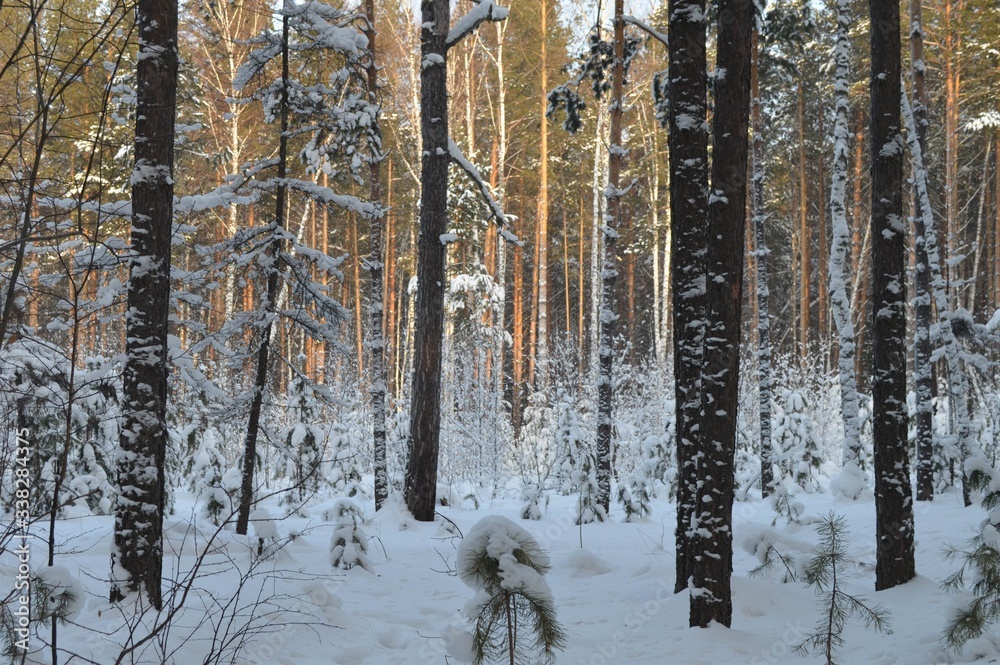 Fototapeta premium winter forest in the snow