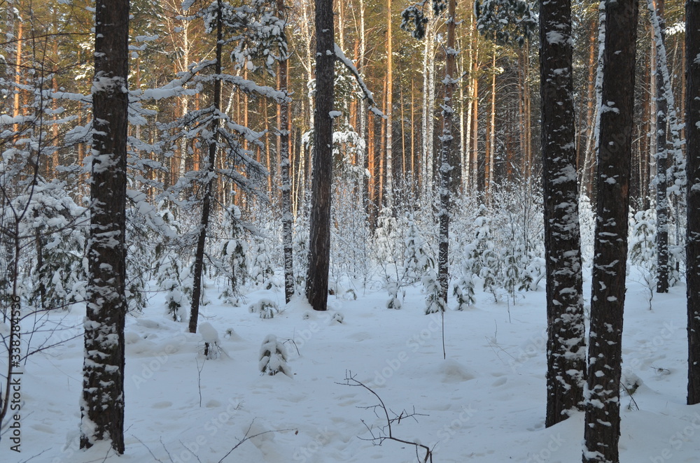Fototapeta premium winter forest in the winter