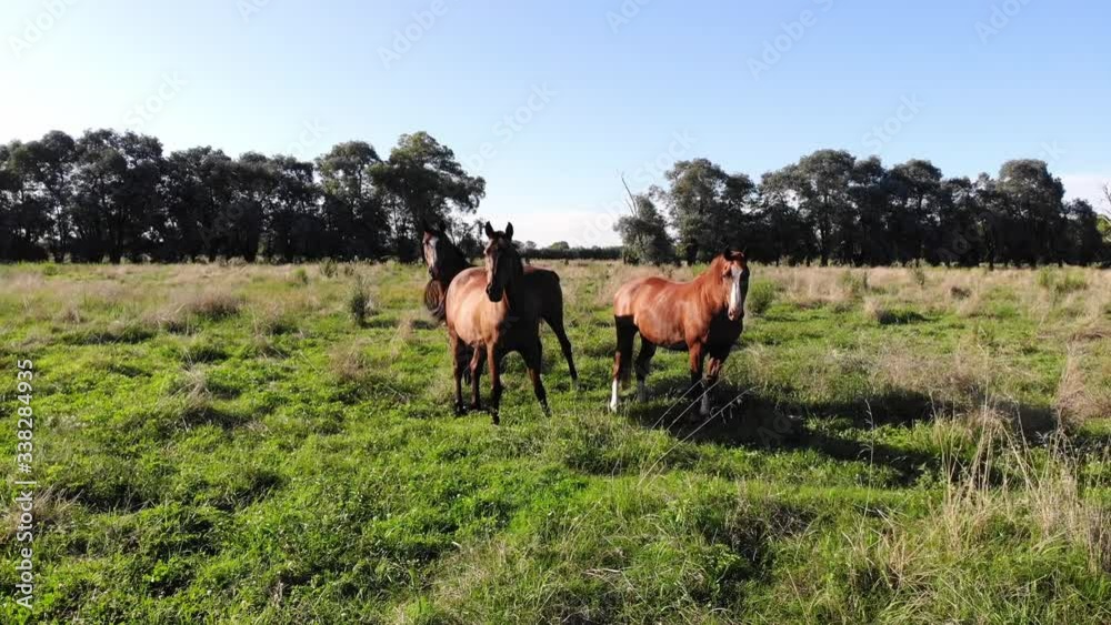 Three Attentive wild horses. Foals in a meadow. Aerial circle pan Three Attentive wild horses. Foals in a meadow. Aerial circle pan