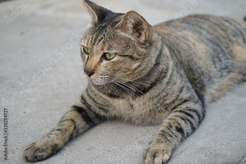 street homeless furry cat close up. Beautiful feline cat at home.