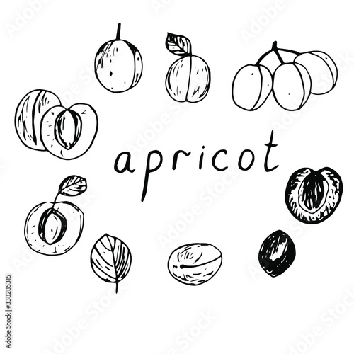 Apricots set, halves with seeds, twigs and leaves, lettering, vector illustration, hand drawing