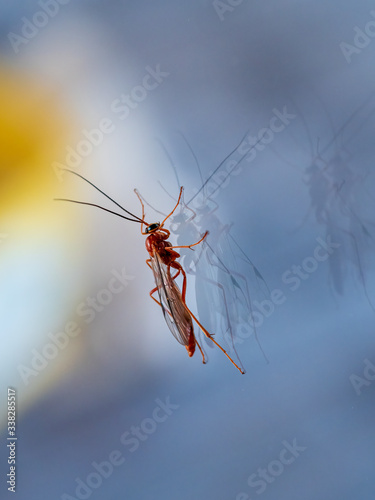 Netelia Wasp (Netelia genus) perched on double glazed glass with interesting reflections. There are at least 320 described species wasps in Netelia genus. photo