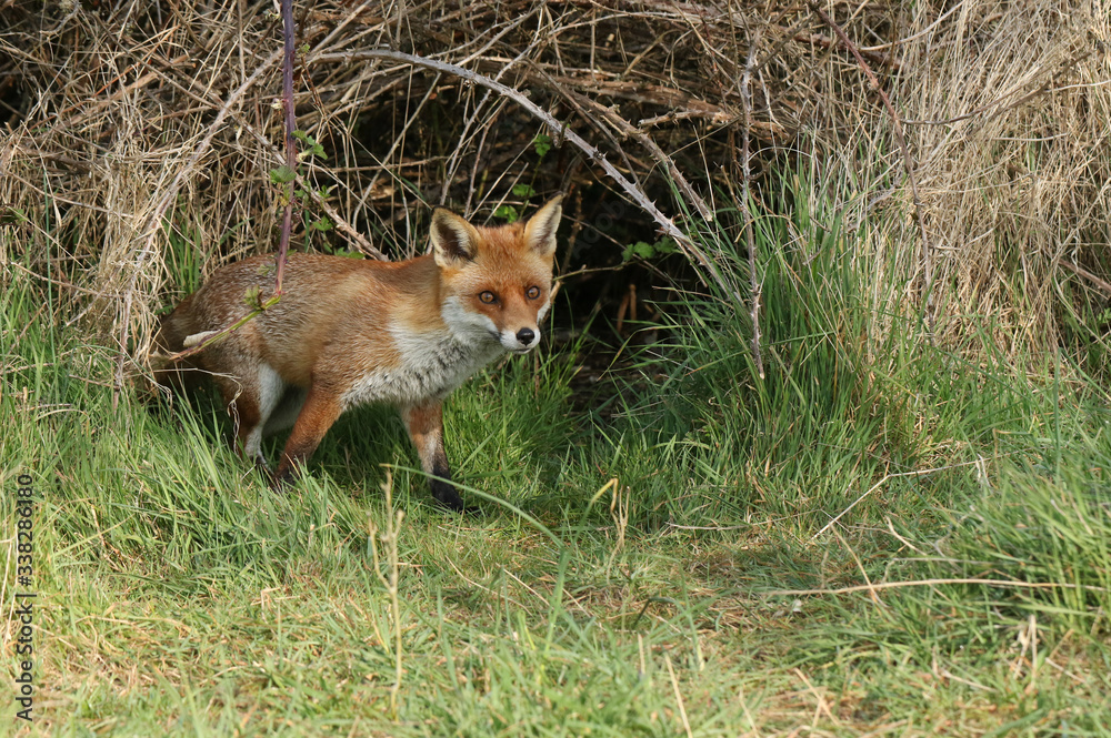 A magnificent wild Red Fox, Vulpes vulpes, emerging from its den to go hunting. A magnificent wild Red Fox, Vulpes vulpes, emerging from its den to go hunting.