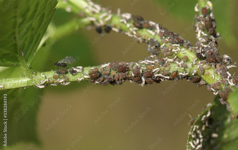 An infestation of Aphids feeding on the fluids and nutrients of a plant. An infestation of Aphids feeding on the fluids and nutrients of a plant.
