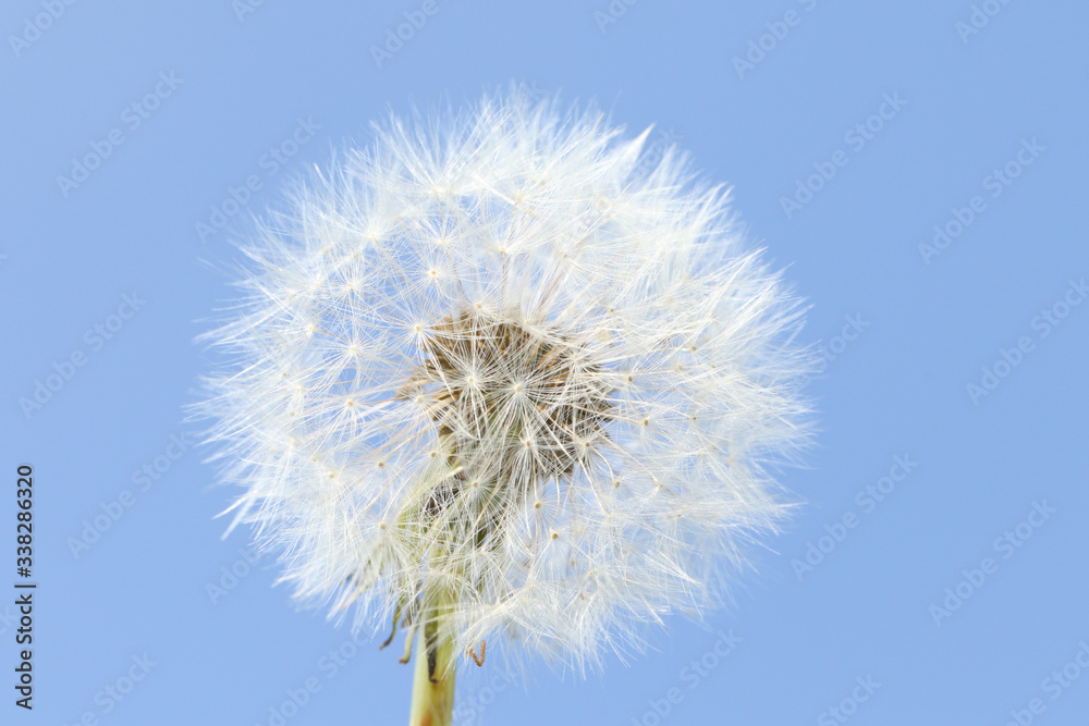 The seed head of a Dandelion, Taraxacum, against a blue sky background.