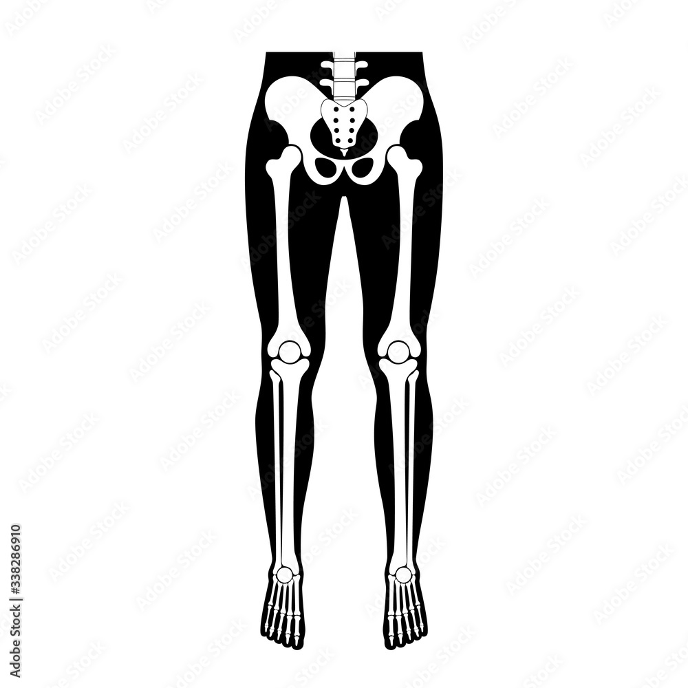 Human leg bones anatomy. Human leg bones anatomy.