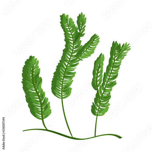 Seaweed vector icon.Cartoon vector icon isolated on white background seaweed.