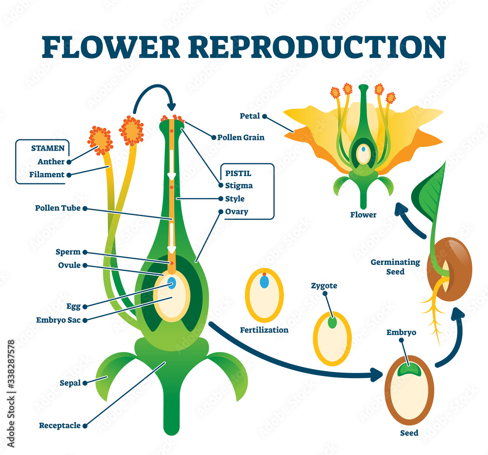 Flower reproduction vector illustration. Labeled process of new plants