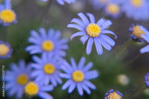 spring flowering of agatea felicia