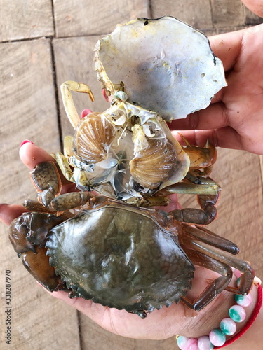 Close up Soft shell crab in hand.