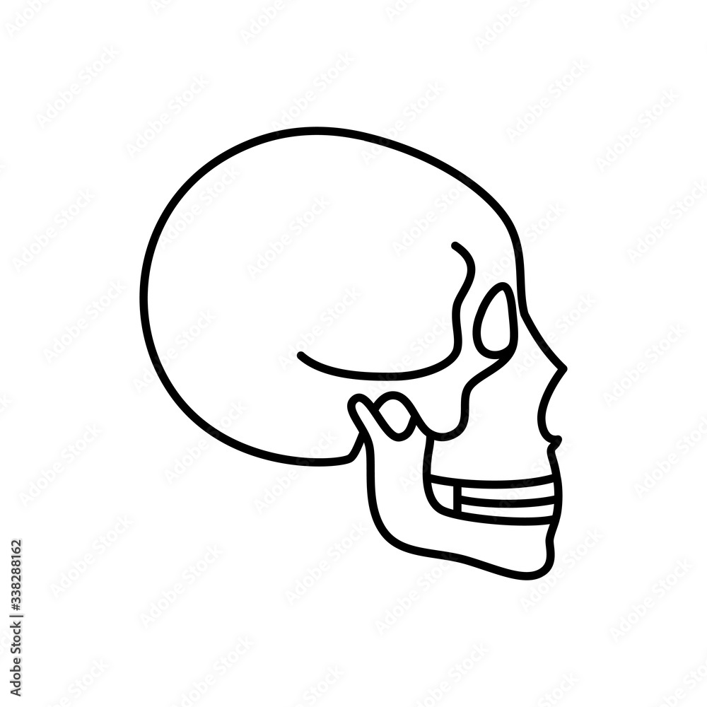 Human skull anatomy. 