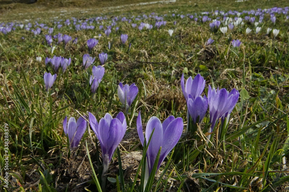 Obraz premium Bergwiese Im Allgäu voll mit blühenden Krokussen in weiss und lila im Sonnenlicht.