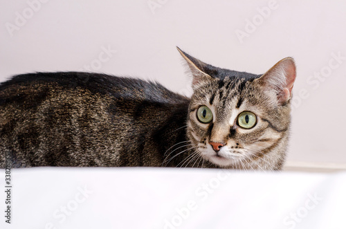 The cat watches the prey and prepares for the hunt. Horizontal image