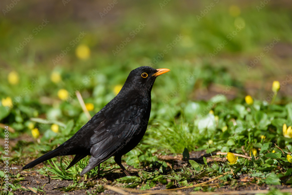 Common blackbird male, turdus merula. Bird on grass in park. Spring season. Common blackbird male, turdus merula. Bird on grass in park. Spring season.