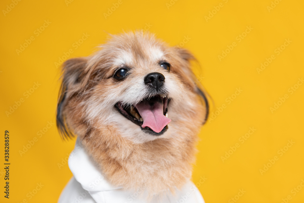 Mix breed happy dog smile and cheerful on yellow background ready to summer,Happiness dog Concept