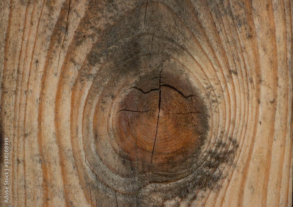 Wood coating in macro shot. Tree close up. A wooden board in macro shot. Background like texture. Wood coating in macro shot. Tree close up. A wooden board in macro shot. Background like texture.
