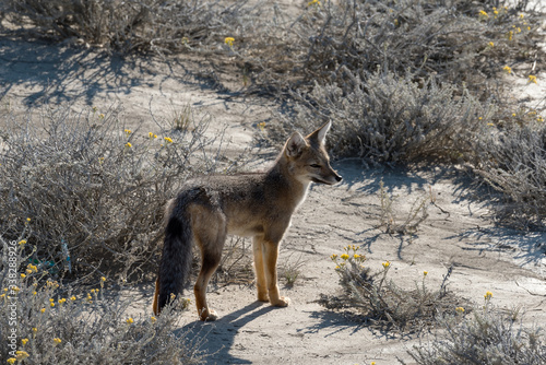 South American gray fox,  (Lycalopex griseus), Patagonian fox or chilla in Patagonia, Argentina photo