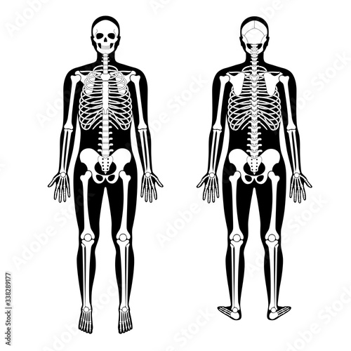 Human man skeleton anatomy