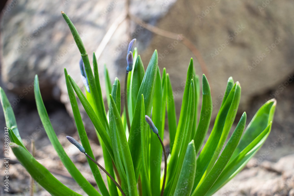 Blooming blue flowers with green leaves. Macro shot. Background like texture. Stone in the background. Blooming blue flowers with green leaves. Macro shot. Background like texture. Stone in the background.