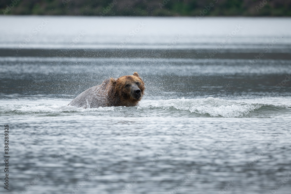 Ruling the landscape, brown bears of Kamchatka (Ursus arctos beringianus) Ruling the landscape, brown bears of Kamchatka (Ursus arctos beringianus)